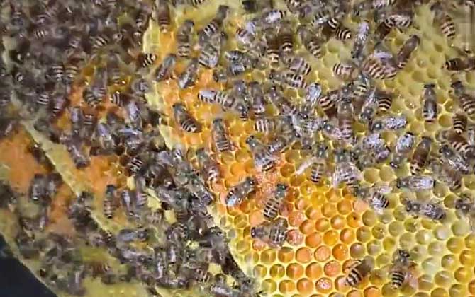土蜂有毒吗？