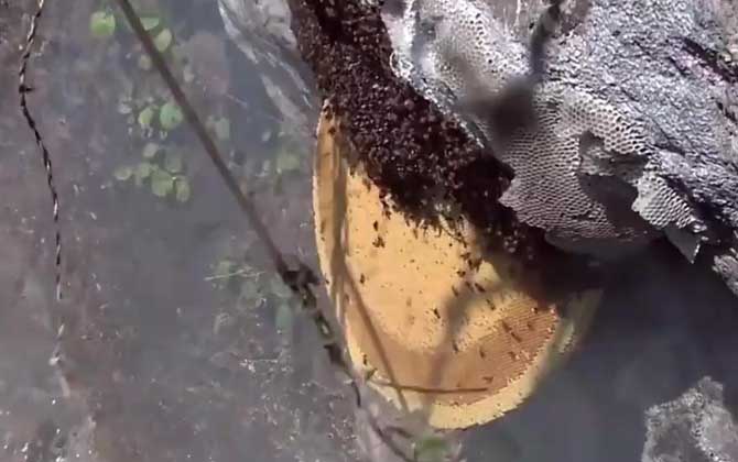 黑大蜜蜂蜇人有毒吗？