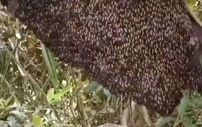 排蜂可以人工养殖吗？