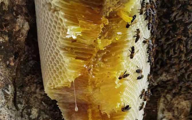 岩蜂蜜一般多少钱一斤？