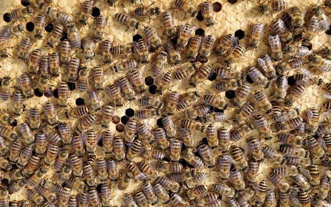 太湖中蜂是什么蜂？