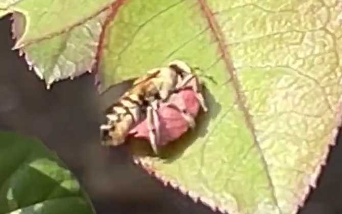 切叶蜂是害虫还是益虫？