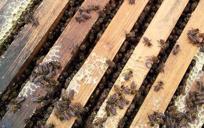 夏天养蜂要注意什么问题？