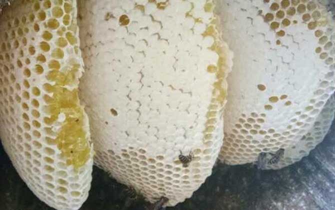 人工蜂巢蜜和天然蜂巢蜜的区别