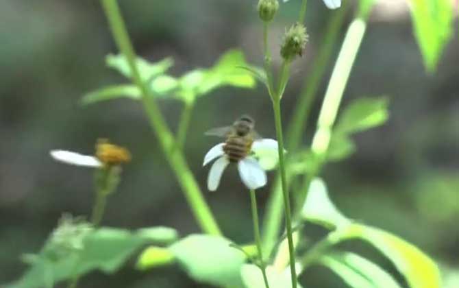 蜜蜂