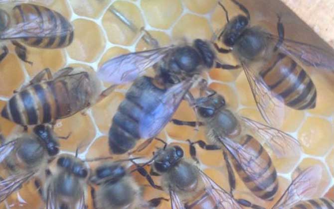 失王很久的蜂群怎样介入蜂王？