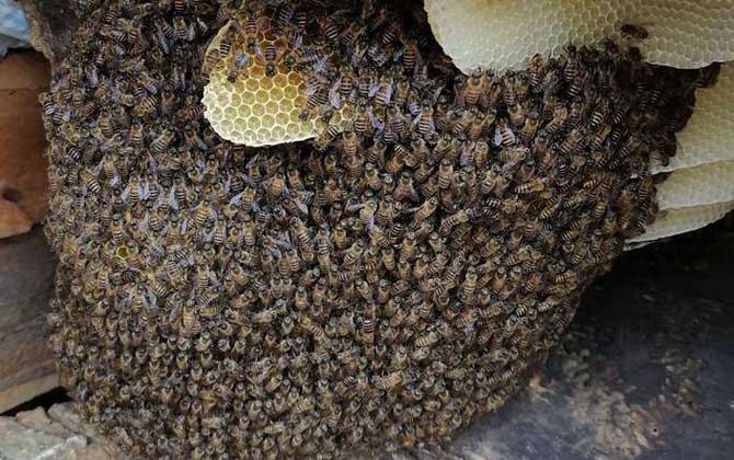 土养蜜蜂怎样人工分蜂？