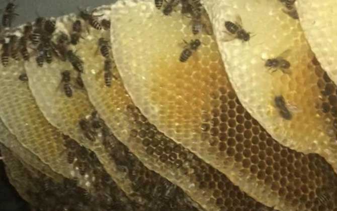 土养蜜蜂起王台怎样人工分蜂？