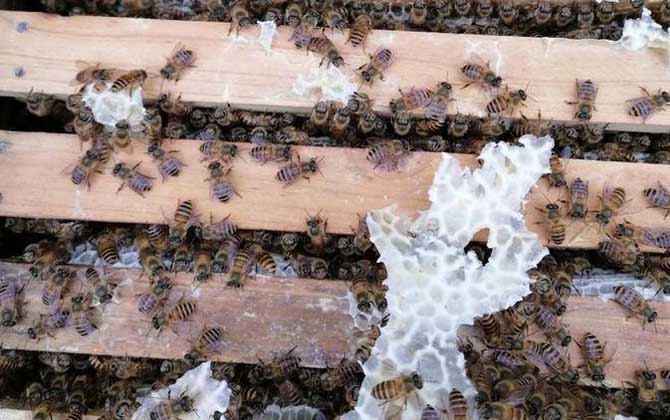新手养中蜂要掌握哪些技术？