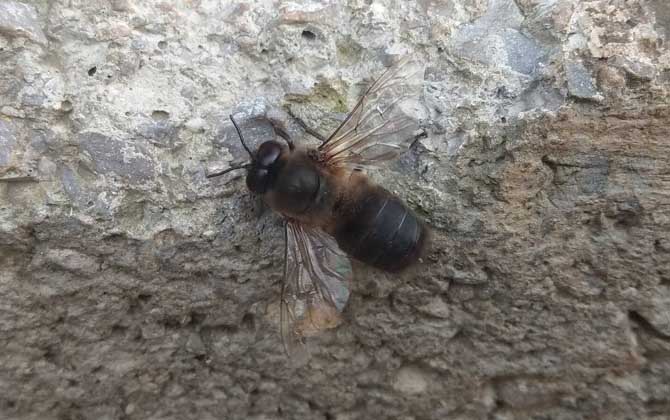 雄蜂多了蜂群多久灭亡？
