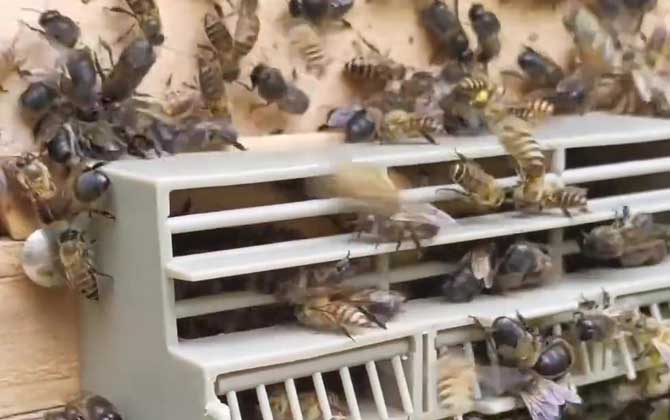 怎么清除大量雄蜂？