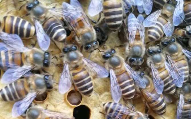 学养蜂需要多久能学成？