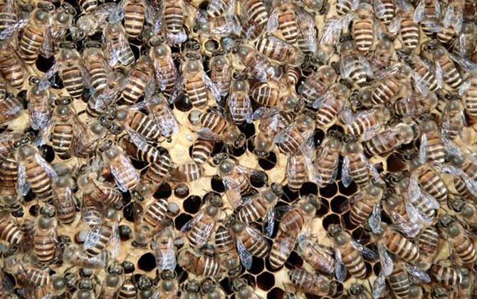 阳台养蜜蜂有什么好方法？