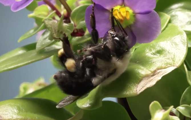 熊蜂是益虫还是害虫？