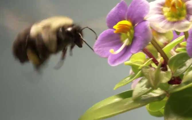 熊蜂和蜜蜂有什么区别？