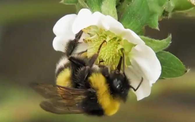 熊蜂有蜂蜜吗？