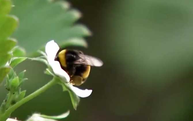 熊蜂蜇人吗？