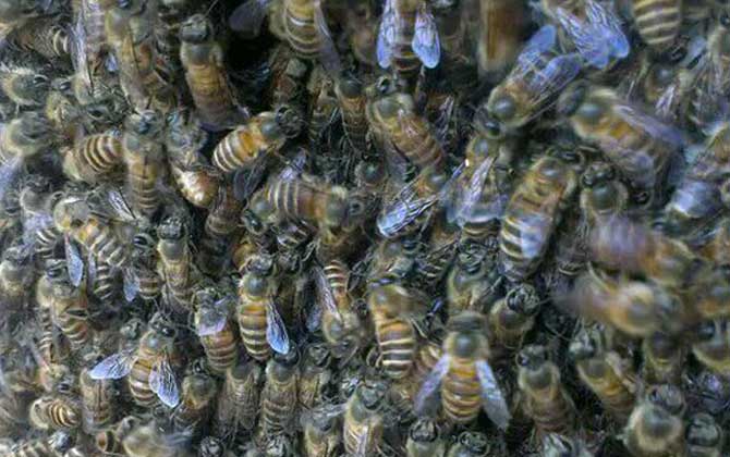 养200箱蜜蜂一年赚100万是真的吗？