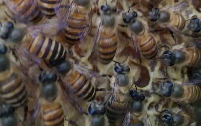 养蜜蜂
