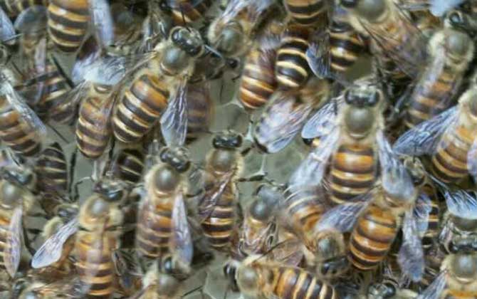 养蜂的人为啥不怕蜜蜂？