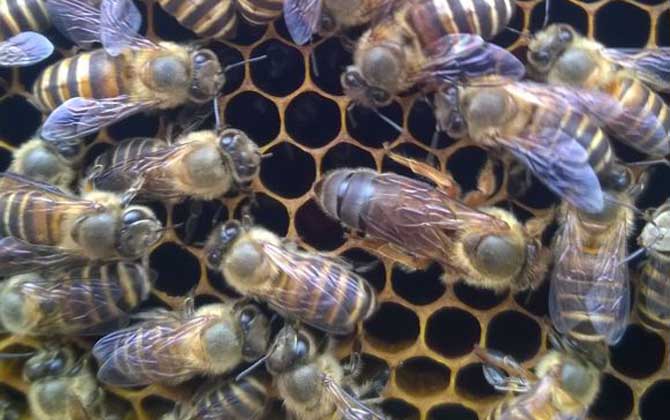 养蜜蜂需要准备什么？