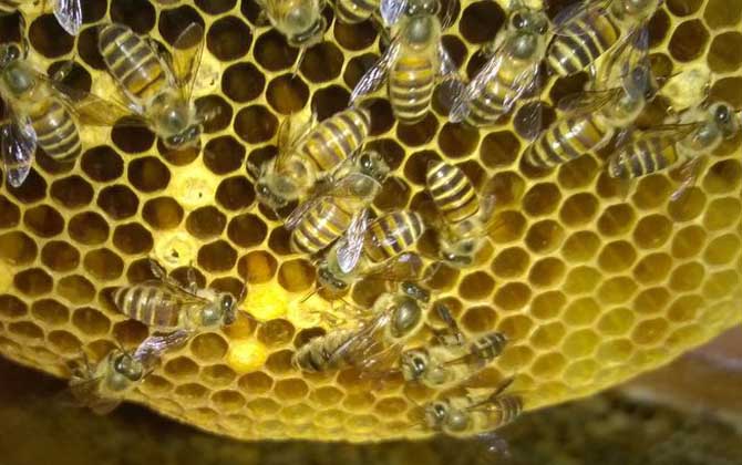 养蜂业