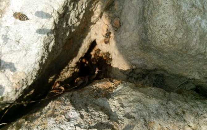 岩洞中的蜂群