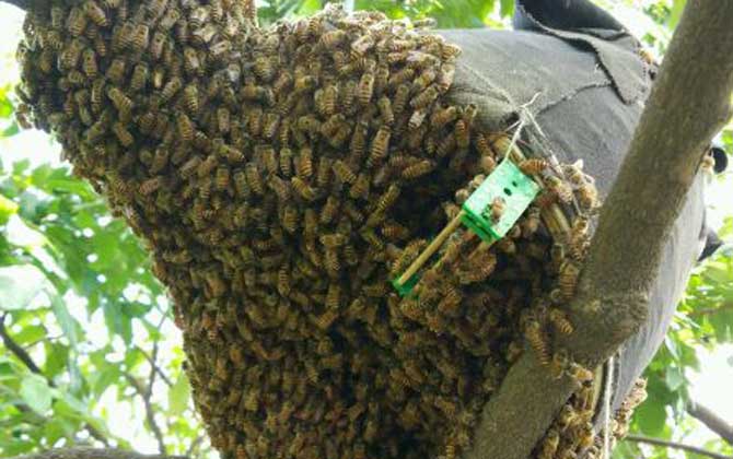 野外发现一窝蜜蜂怎么收？
