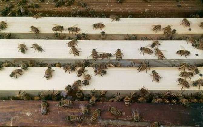 养蜂在什么场地最好？