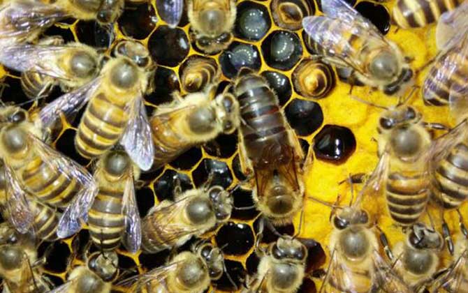 一个蜂箱里有几只蜂王？