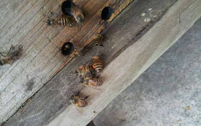 养蜂人搬走了剩下的蜜蜂怎么办？