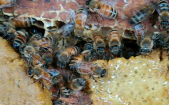 养蜂人为什么要给蜜蜂喂糖？