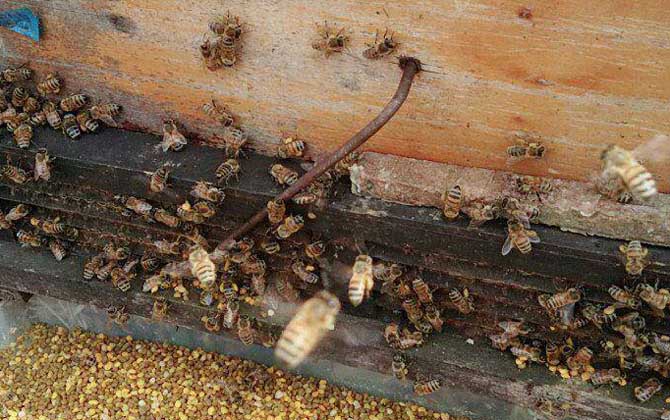 意蜂怎样养殖和繁殖？