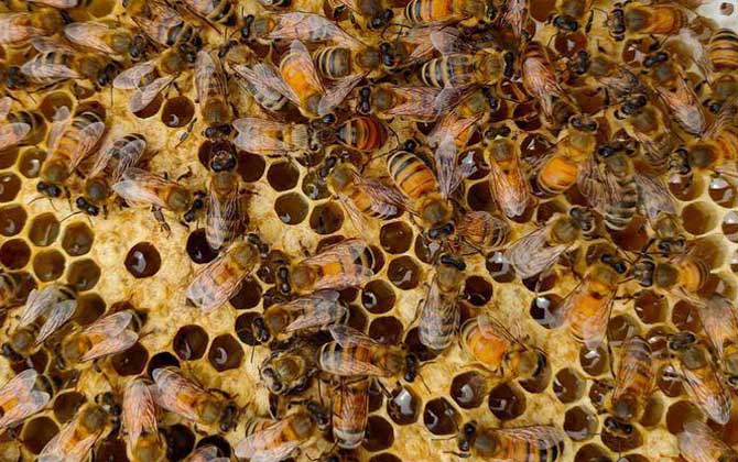 意蜂一年能产多少斤蜂蜜？