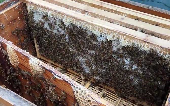 意蜂容易自然分蜂吗？