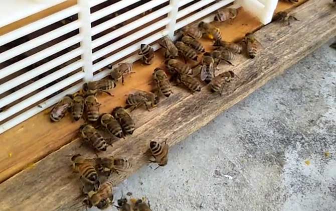 意蜂自然分蜂怎么办？