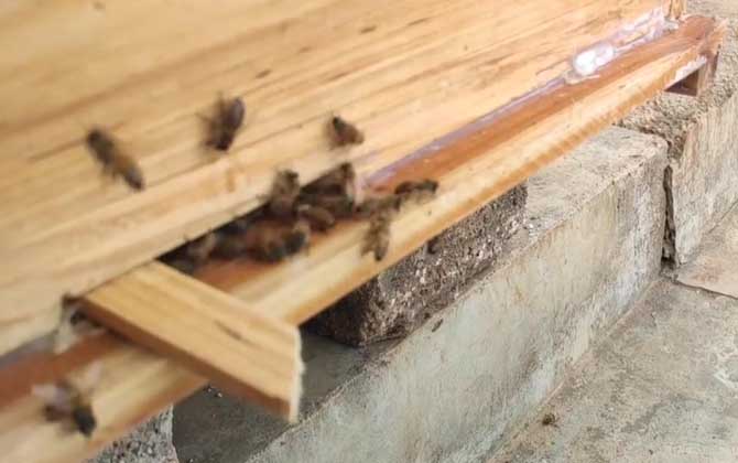 意蜂原地分蜂技术