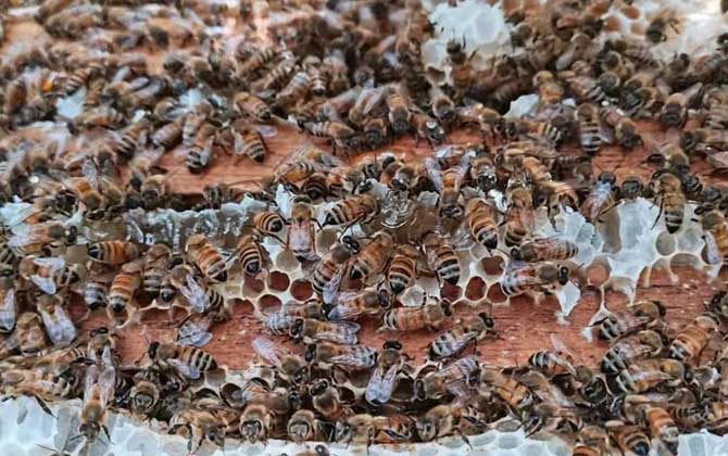 意蜂箱可以养中蜂吗？