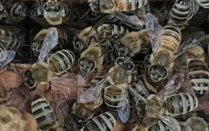 意蜂子脾能给中蜂吗？