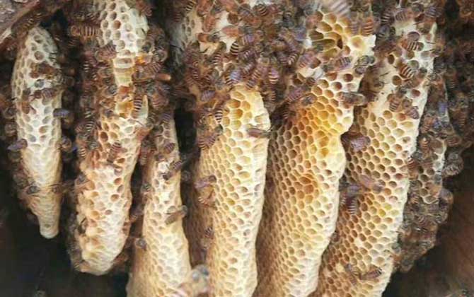 野生蜂蜜几月份最多蜜？
