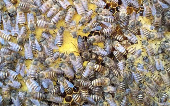 野外捉的蜜蜂没蜂王怎么养？