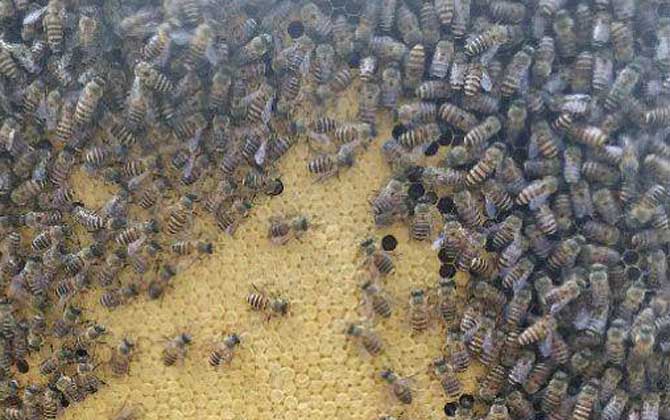 一脾蜜蜂有多少只蜜蜂？