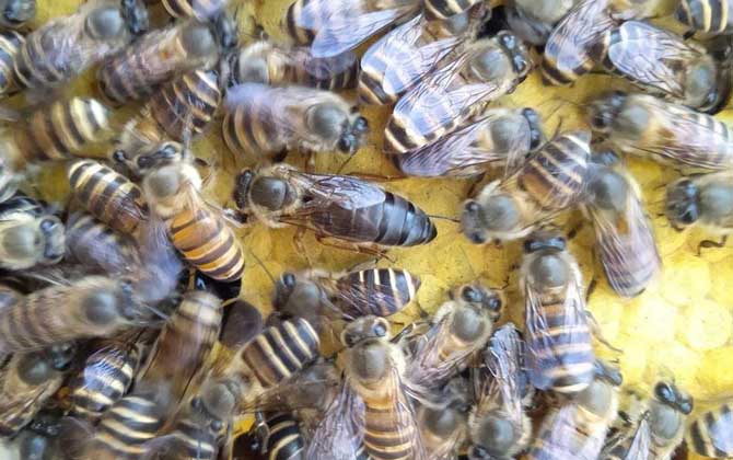 一窝蜜蜂里面有几只蜂王？
