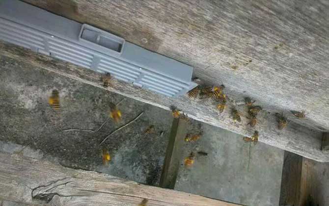 幼蜂爬出箱外死亡是什么原因？