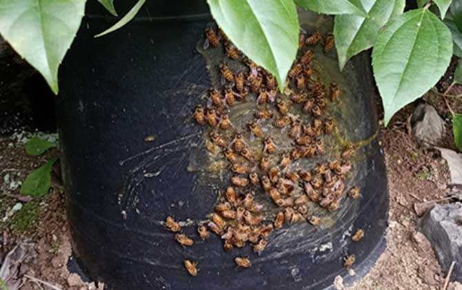 诱蜂桶用什么材料蜜蜂最喜欢？