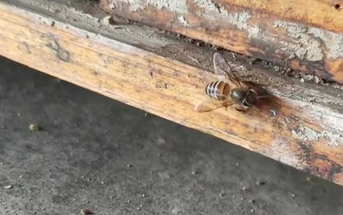 怎样辨认中蜂还是意蜂？
