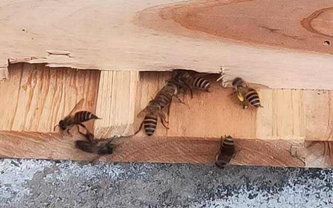 中蜂和意蜂能杂交吗？