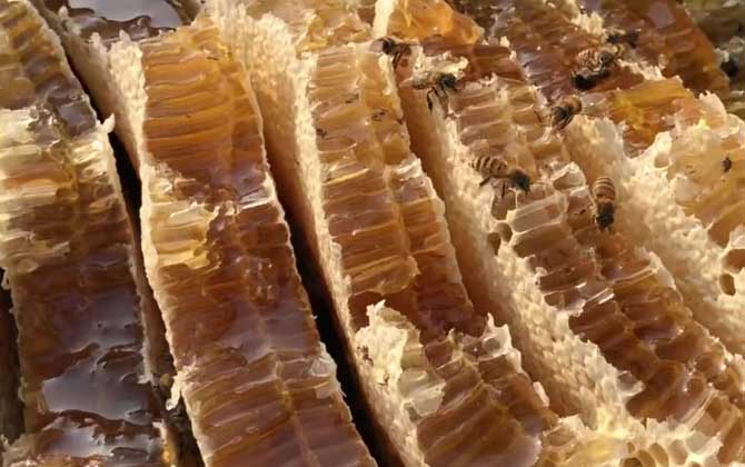 中蜂蜜和意蜂蜜有什么区别？