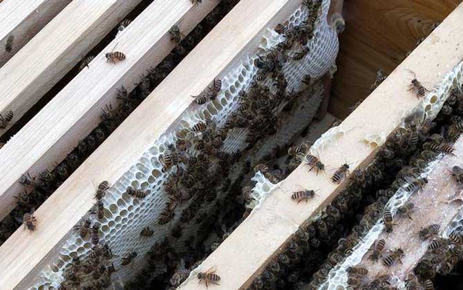 中蜂能不能生产蜂王浆？
