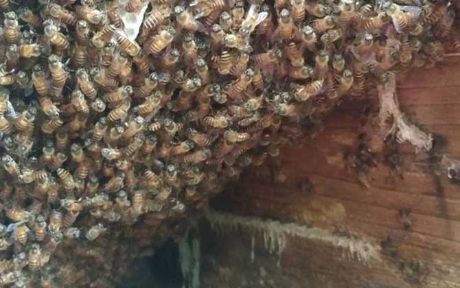 中蜂一般飞多远去采蜜？
